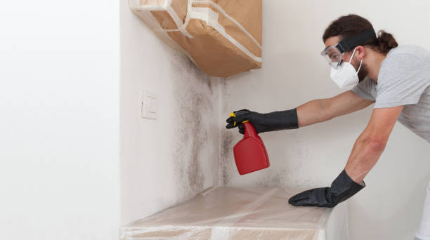 Professional Black Mold Removal technician working in Sarasota, FL